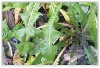 Wczesne rośliny miododajne